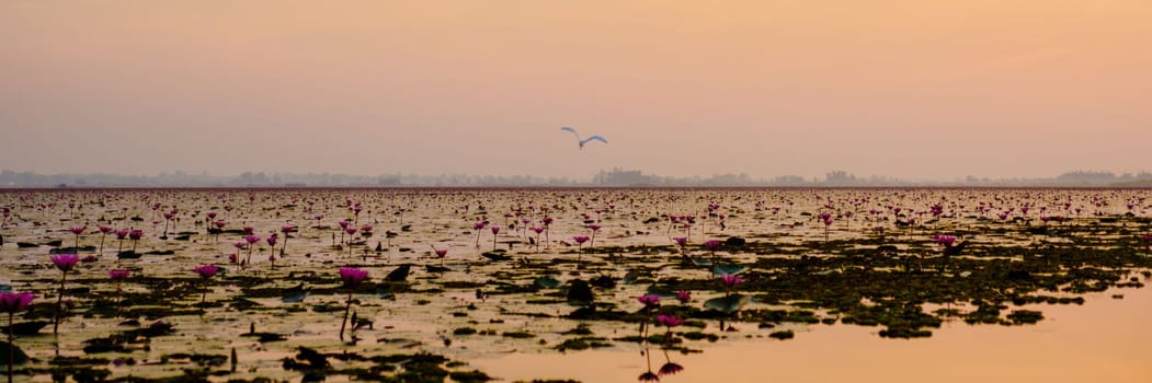 Beautiful Red Lotus Sea Kumphawapi is full of pink flowers in Udon Thani in northern Thailand. Flora of Southeast Asia.
