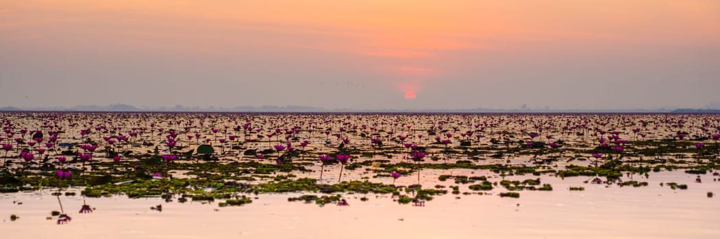 Red Lotus Sea Kumphawapi is full of pink flowers in Udon Thani in northern Thailand. Flora of Southeast Asia.