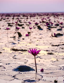 Sunrise at the Beautiful Red Lotus Sea Kumphawapi is full of pink flowers in Udon Thani in northern Thailand. Flora of Southeast Asia.