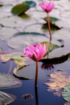 Red Lotus Sea Kumphawapi full of pink flowers in Udon Thani in northern Thailand. Flora of Southeast Asia.