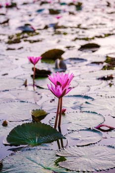 Sunrise at the Beautiful Red Lotus Sea Kumphawapi is full of pink flowers in Udon Thani in northern Thailand. Flora of Southeast Asia.