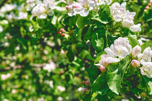 the season after winter and before summer, in which vegetation begins to appear