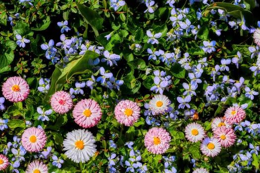 a garden plot in which flowers are grown. Cheerful pink daisies and blue forget-me-nots Myosotis on a green spring meadow