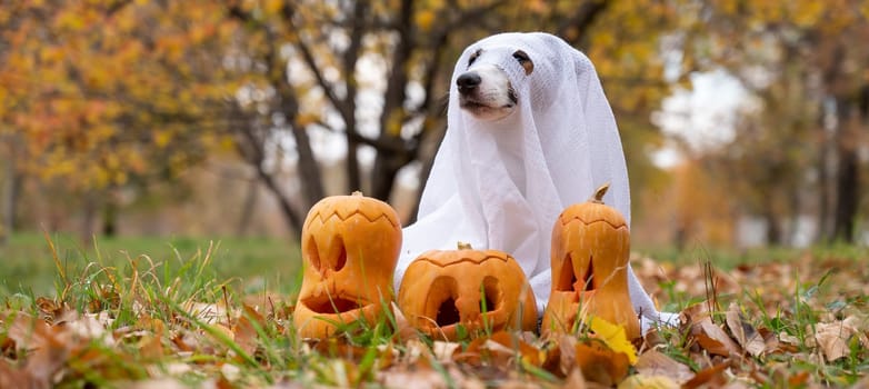 Dog jack russell terrier in a ghost costume with jack-o-lantern pumpkins in the autumn forest