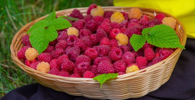 the boy holds a basket with ripe raspberry berries. Selective focus