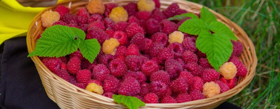 the boy holds a basket with ripe raspberry berries. Selective focus