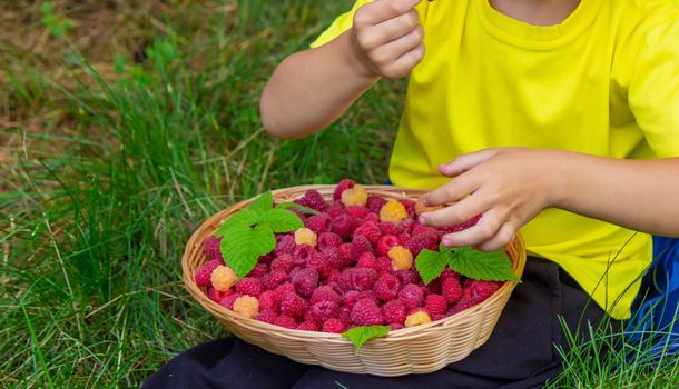 the boy holds a basket with ripe raspberry berries. Selective focus
