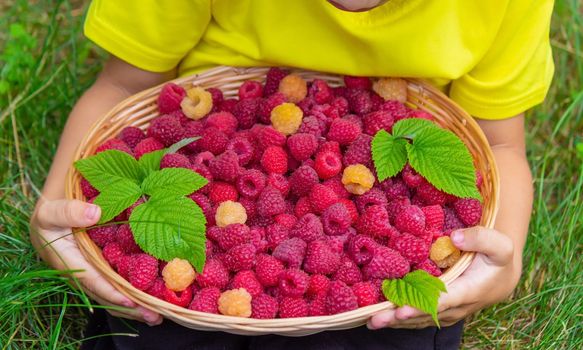 the boy holds a basket with ripe raspberry berries. Selective focus