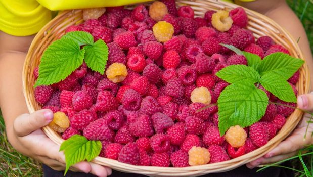 the boy holds a basket with ripe raspberry berries. Selective focus