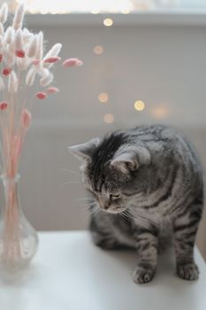 Still life details, candle a funny cat on a table in living room. Cozy home atmosphere. Lazy winter weekend