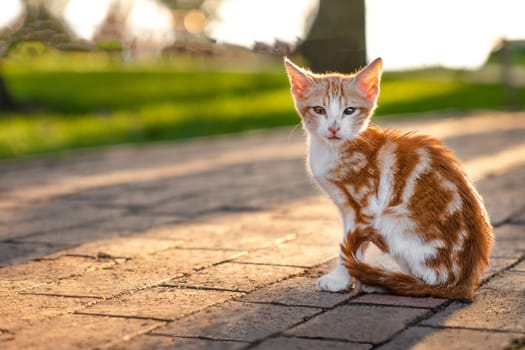 Small white and red kitten is sitting on park path, he looks at camera, copy space
