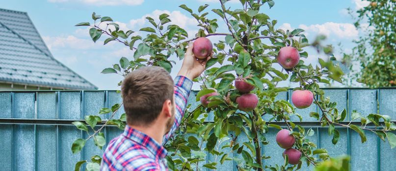 the farmer collects apples in the garden in a wooden box. Selective focus