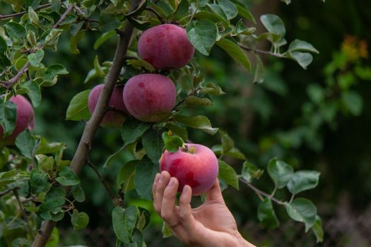 the farmer collects apples in the garden in a wooden box. Selective focus