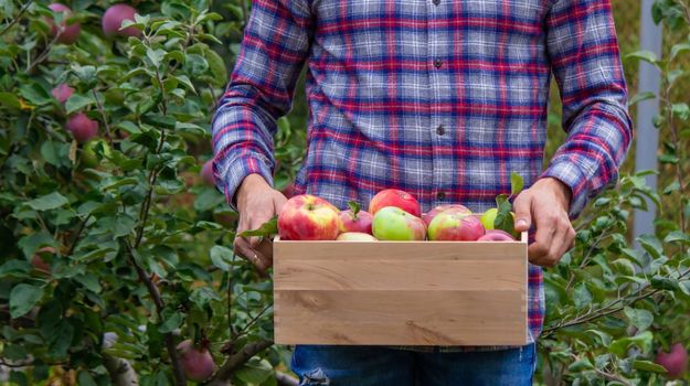 the farmer collects apples in the garden in a wooden box. Selective focus