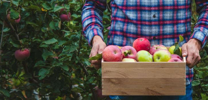 the farmer collects apples in the garden in a wooden box. Selective focus