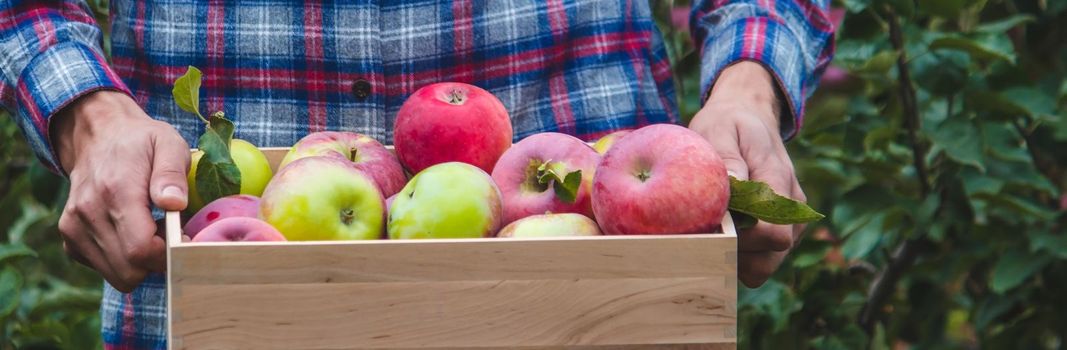the farmer collects apples in the garden in a wooden box. Selective focus