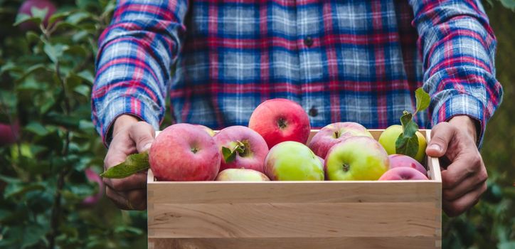 the farmer collects apples in the garden in a wooden box. Selective focus