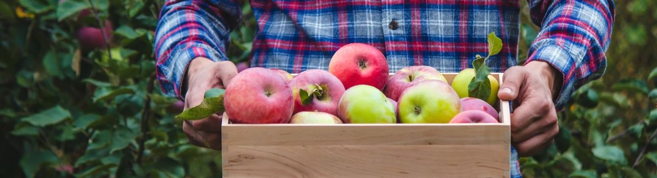 the farmer collects apples in the garden in a wooden box. Selective focus