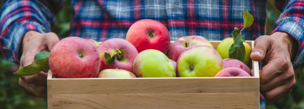 the farmer collects apples in the garden in a wooden box. Selective focus