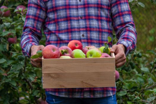 the farmer collects apples in the garden in a wooden box. Selective focus