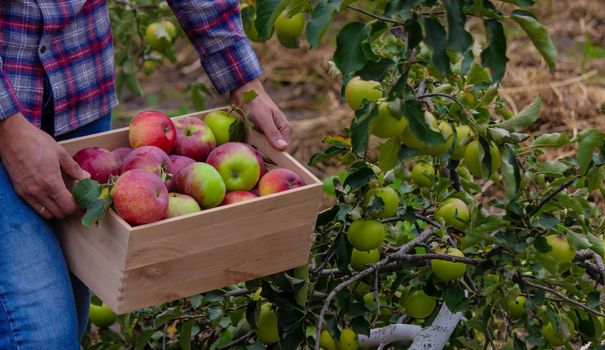 the farmer collects apples in the garden in a wooden box. Selective focus