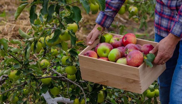 the farmer collects apples in the garden in a wooden box. Selective focus
