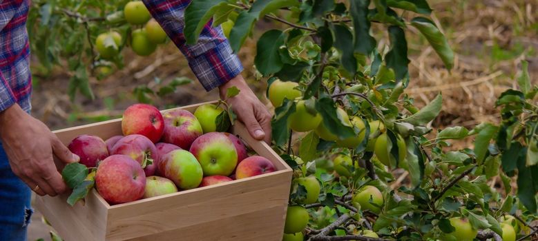 the farmer collects apples in the garden in a wooden box. Selective focus