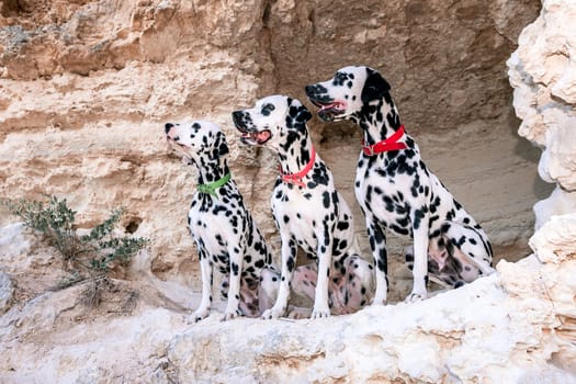 Portrait of three beautiful young Dalmatian dogs sitting in a cave .Selective focus.