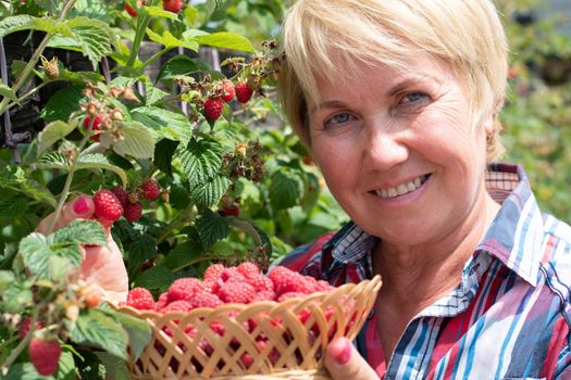 middle-aged blonde woman picks ripe raspberries in a basket, summer harvest of berries and fruits, sweet vitamins all year round. High quality photo