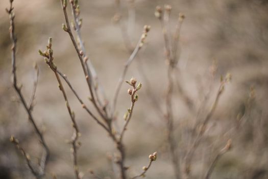 Spring willow branches on earrings on a pastel background. High quality photo