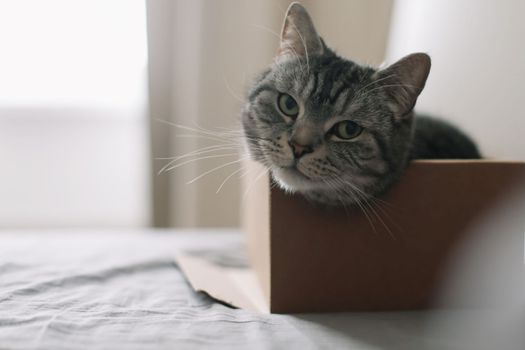 Cute cat sitting in cardboard box. High quality photo