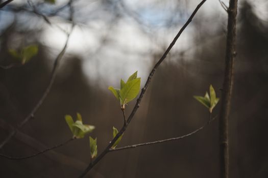 Nature background. Spring wallpaper, close-up, selective focus