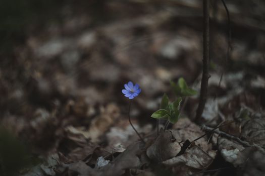 close up of early spring flower crocus and snowdrops in natural environment, flower macro portrait. High quality photo