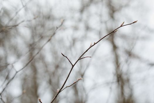 Spring background catkins on tree branches. Selective focus