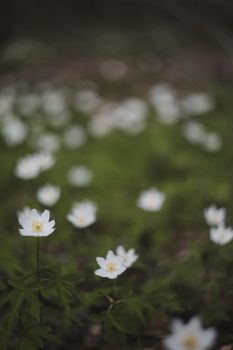 Beautiful spring background with white anemones flowers in spring woods. Springtime