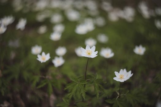 Beautiful spring background with white anemones flowers in spring woods. Springtime, selective focus