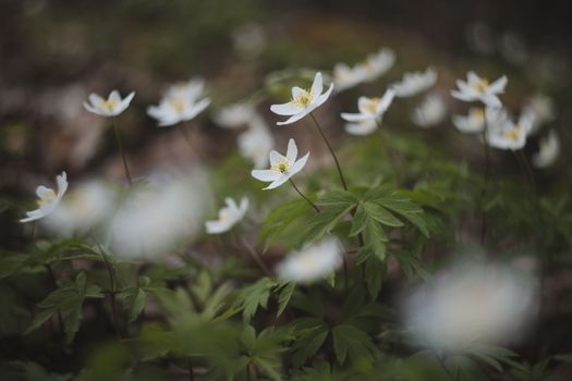 Beautiful spring background with white anemones flowers in spring woods. Springtime, selective focus