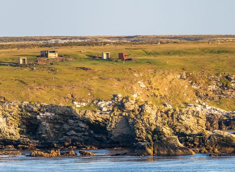 Penguin colony and sheep grazing in fields by rusty old military guns in Falkland Islands