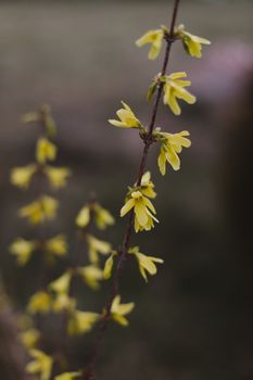 yellow flowers blossom in spring time on sky background. High quality photo