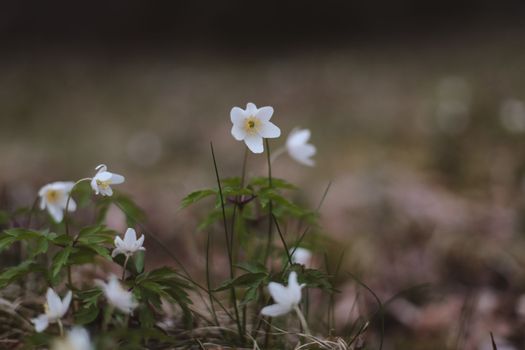 Beautiful spring background with white anemones flowers in spring woods. Springtime, selective focus