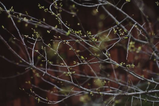 Tree branch with first green leaves on it on a spring day. High quality photo