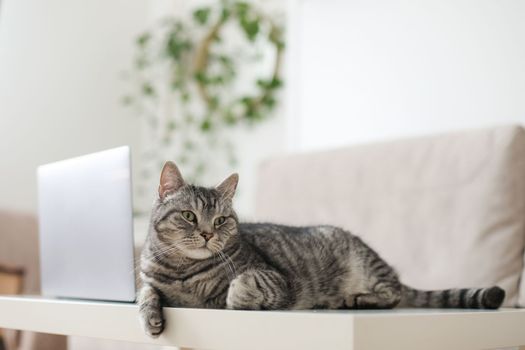 Cute cat with laptop. Fluffy pet with computer. Fuzzy domestic animal works remotely like human. Cozy home. High quality photo