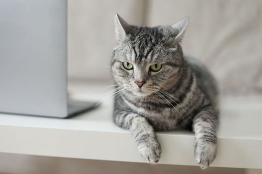 Cute cat with laptop. Fluffy pet with computer. Fuzzy domestic animal works remotely like human. Cozy home. High quality photo