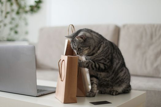 A gray tabby cat looking at brown paper bags at home. craft shopping package. Delivery, Shopping concept, environmental protection, zero waste.