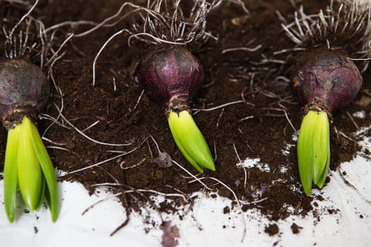 Hyacinth bulbs lie on the ground, transplanted into a pot. Spring mood. View from above