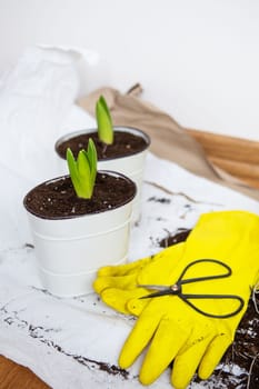 Transplanting hyacinth bulbs into pots, garden tools lie on the background, yellow gloves