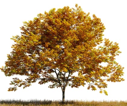 Tree with yellow leaves in a field on white transparent background. 3D rendering illustration.