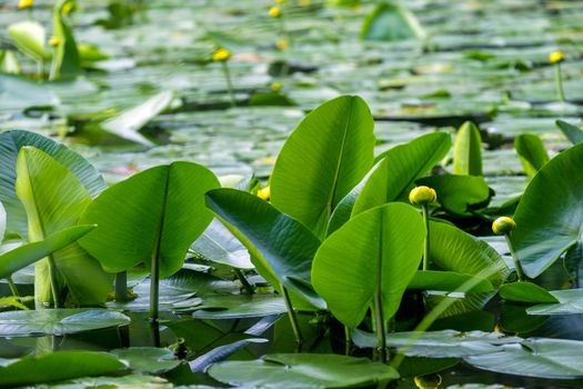 Close-up of an aquatic plant yellow pod in a pond in summer. Selective focus.