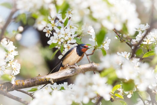 barn swallow in spring among flowering branches , animals