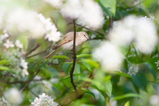 forest bird in spring among flowering branches, animals